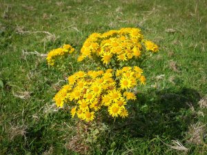 Irish Art, Art Gallery, Cill Rialaig, Cill Rialaig Arts Centre, paintings, art, visit Ireland, artist painting, art for sale, paintings for sale, original art for sale, art buyer, buy art, online art gallery, gallery art, art galleries websites, fine art gallery, Kerry, Kerry art