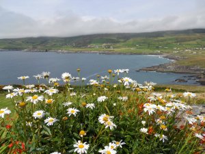 Irish Art, Art Gallery, Cill Rialaig, Cill Rialaig Arts Centre, paintings, art, visit Ireland, artist painting, art for sale, paintings for sale, original art for sale, art buyer, buy art, online art gallery, gallery art, art galleries websites, fine art gallery, Kerry, Kerry art